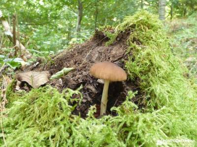 El Bierzo;Busmayor;León;parque natural alto tajo las majadas cuenca cercedilla madrid pueblos con e